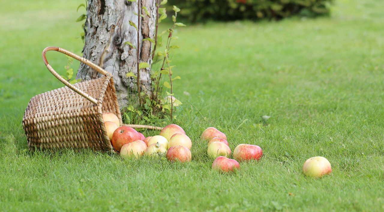 Gildia drzewna pod jabłonią, fot. Freepik