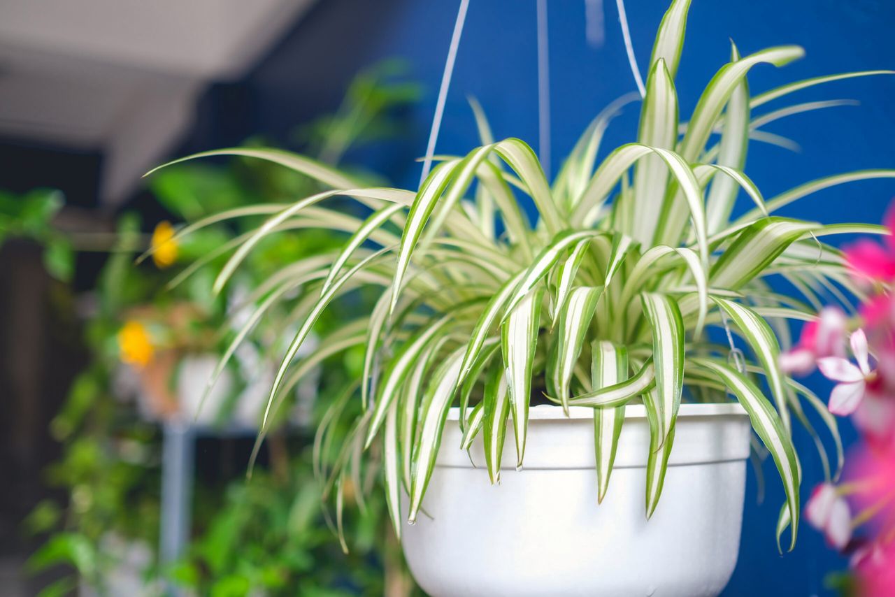 Chlorophytum comosum, Spider plant  in white hanging pot / basket, Air purifying plants for home, Indoor houseplant, Hanging plant, Vertical wall garden, Houseplants With Health Benefits concept