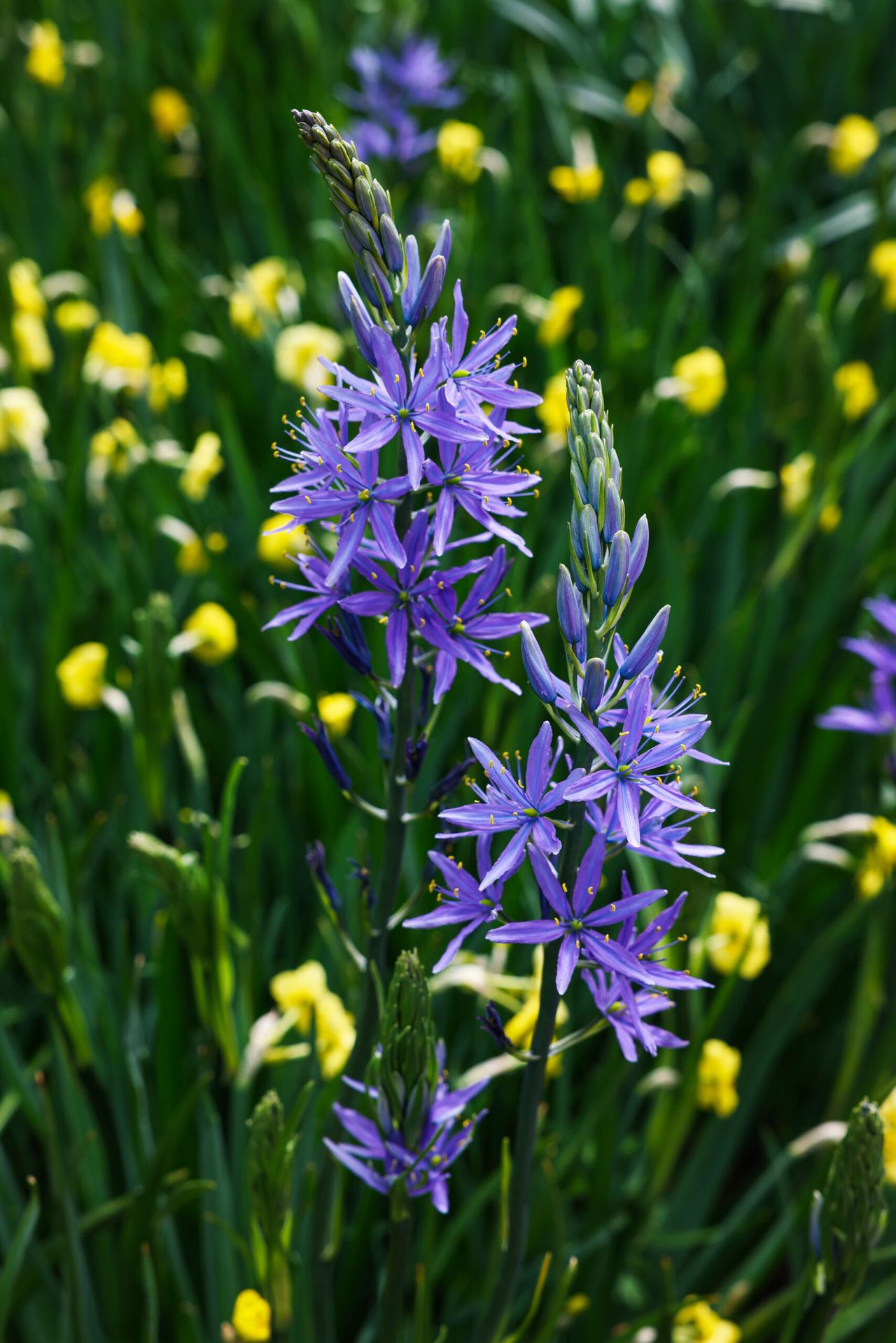 Beautiful Camassia among yellow flowers growing outdoors, closeup. Spring season