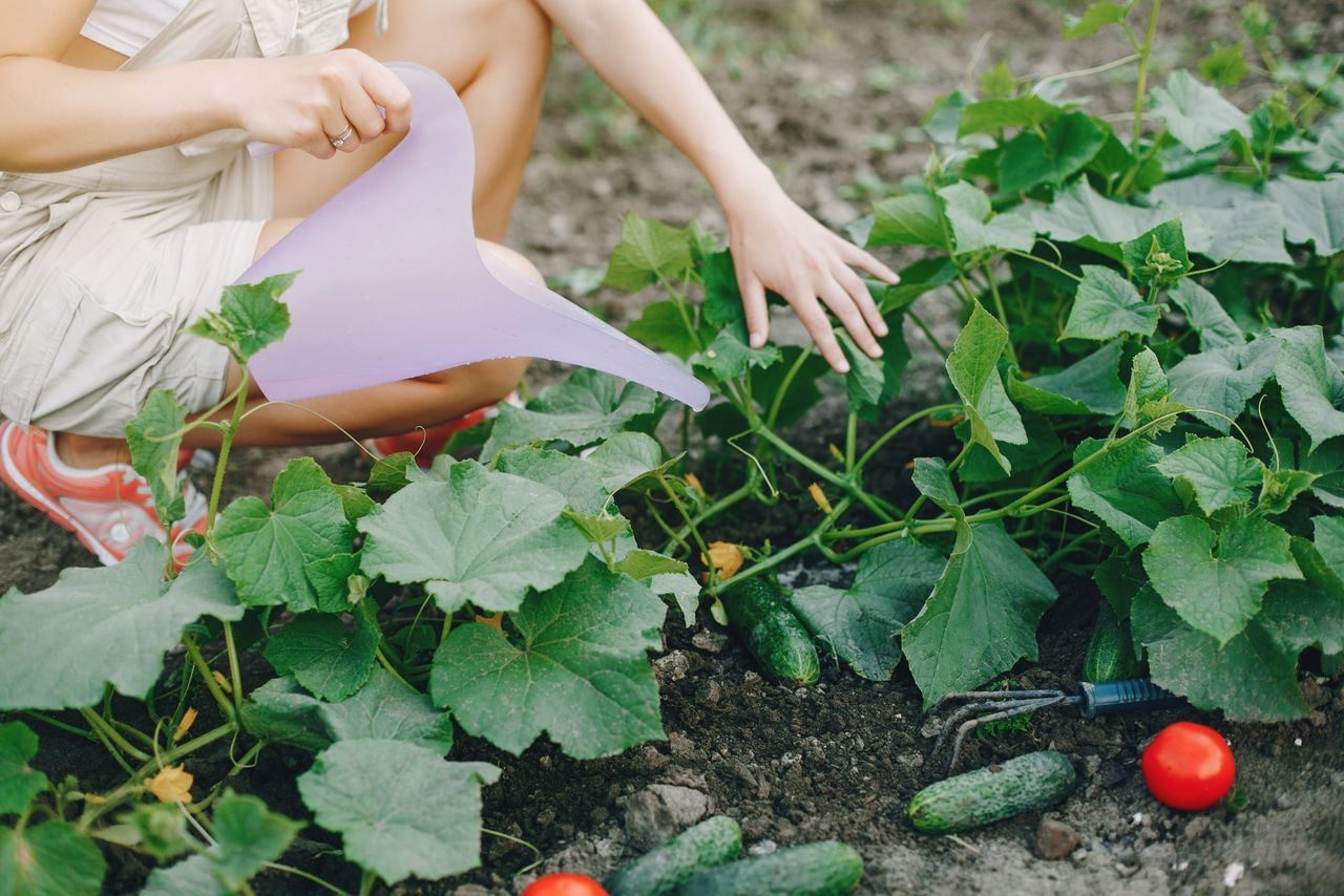 Woman works in a garden. Lady watering vegetables