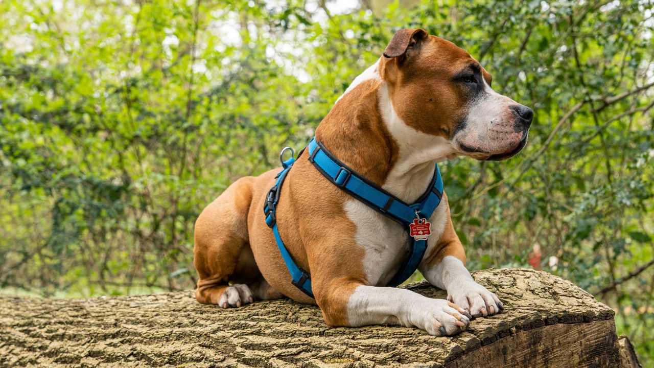 Portrait of an American Staffordshire Terrier in a park outdoors.