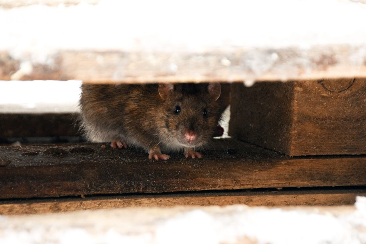 jak odstraszyć szczury, fot. getty images