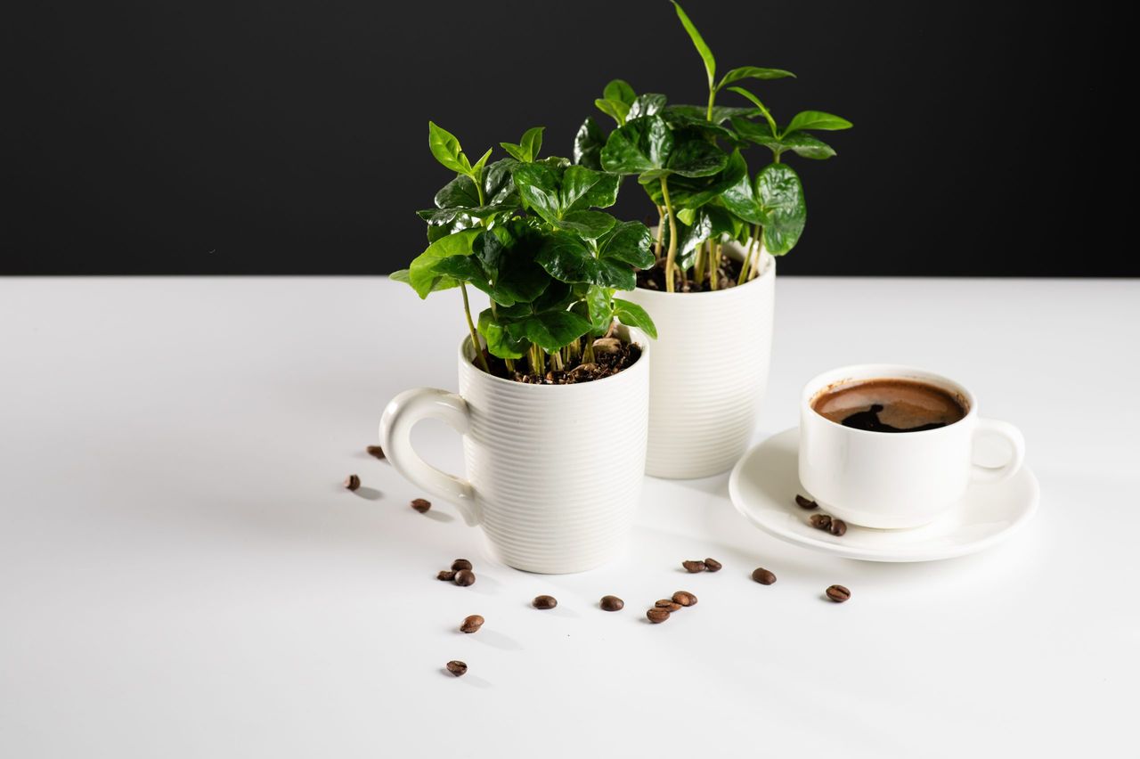 small seedlings of a coffee tree in white mugs on a white table with sprinkled coffee beans, black green coffee, gray background, space for text