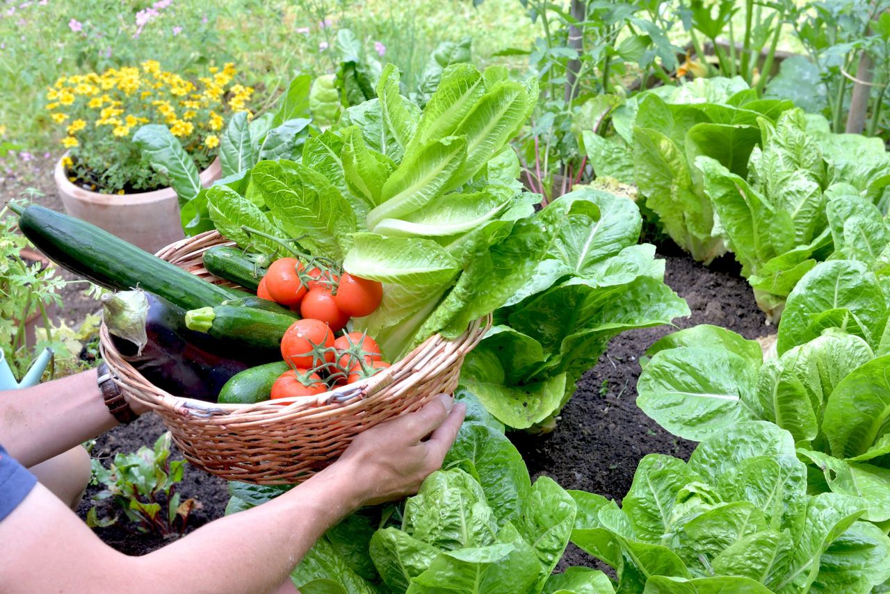 man holding a basket filled with freshly picked seasonal vegetables in the garden