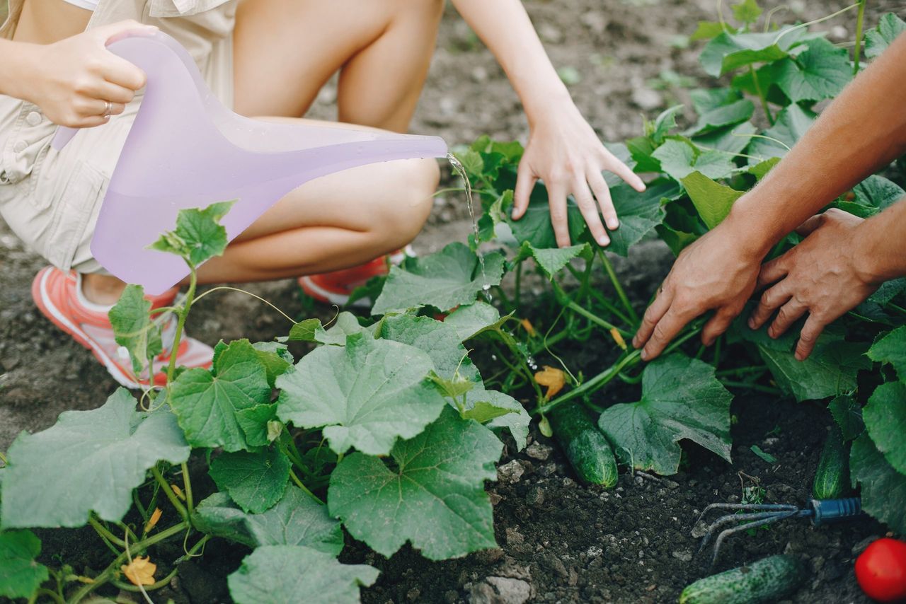 Woman works in a garden. Family near home with vegetables