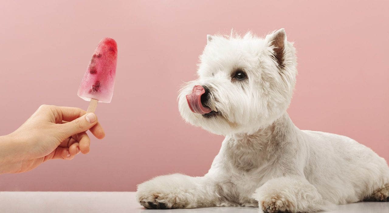 Portrait nice dog dog eating ice cream. west highland white terrier. High quality photo