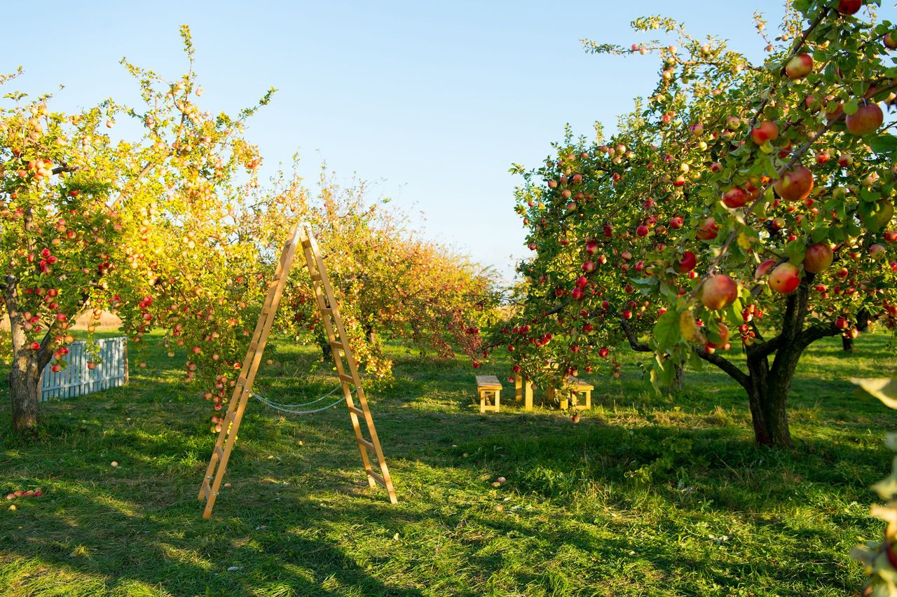 To plant garden is to believe in tomorrow. Apple garden. Apple trees grow in fruit garden. Garden trees on sunny day. Gardening. Orchard. Summer or autumn season. Harvest time.