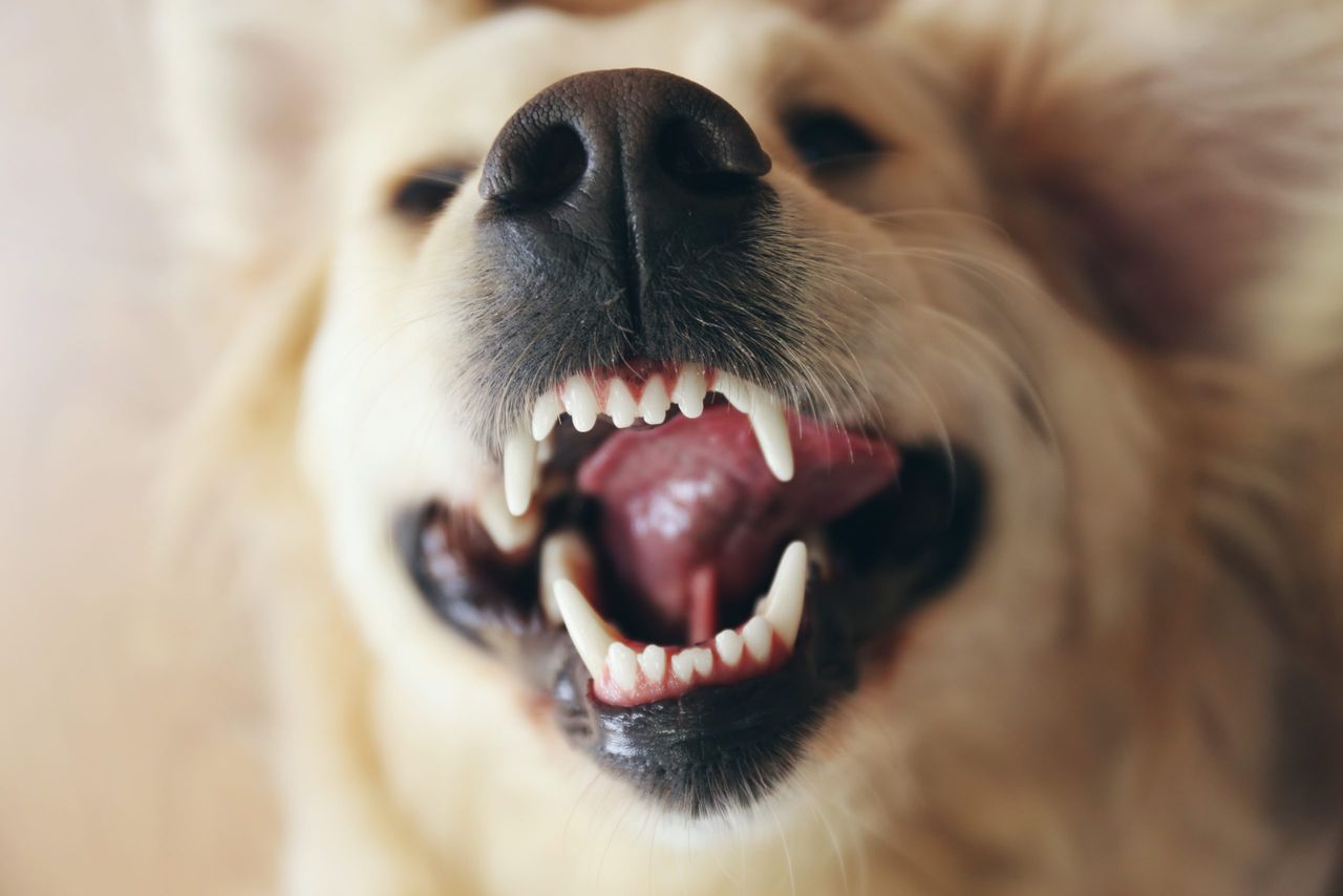 Grin of merry golden retriever, close up