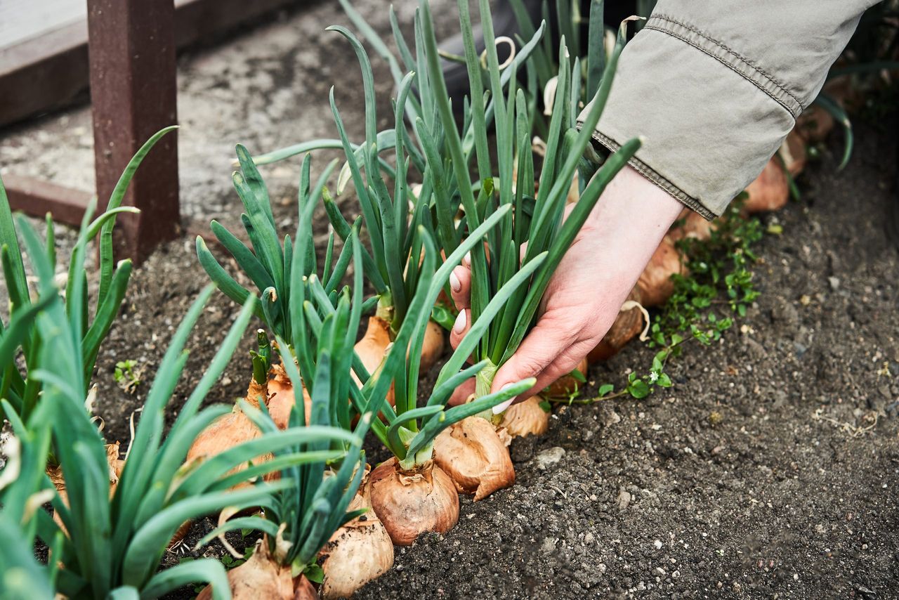 Woman cutting onion in garden. Plantation in the vegetable garden agriculture.