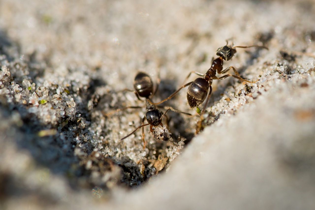 A selective focus closeup shot of ants walking on the ground
