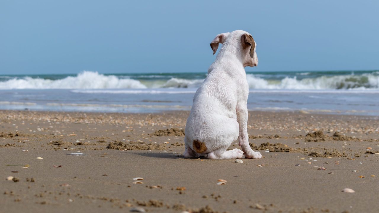 A white dog sitting on the beach surrounded by the sea under the sunlight - concept of loneliness
