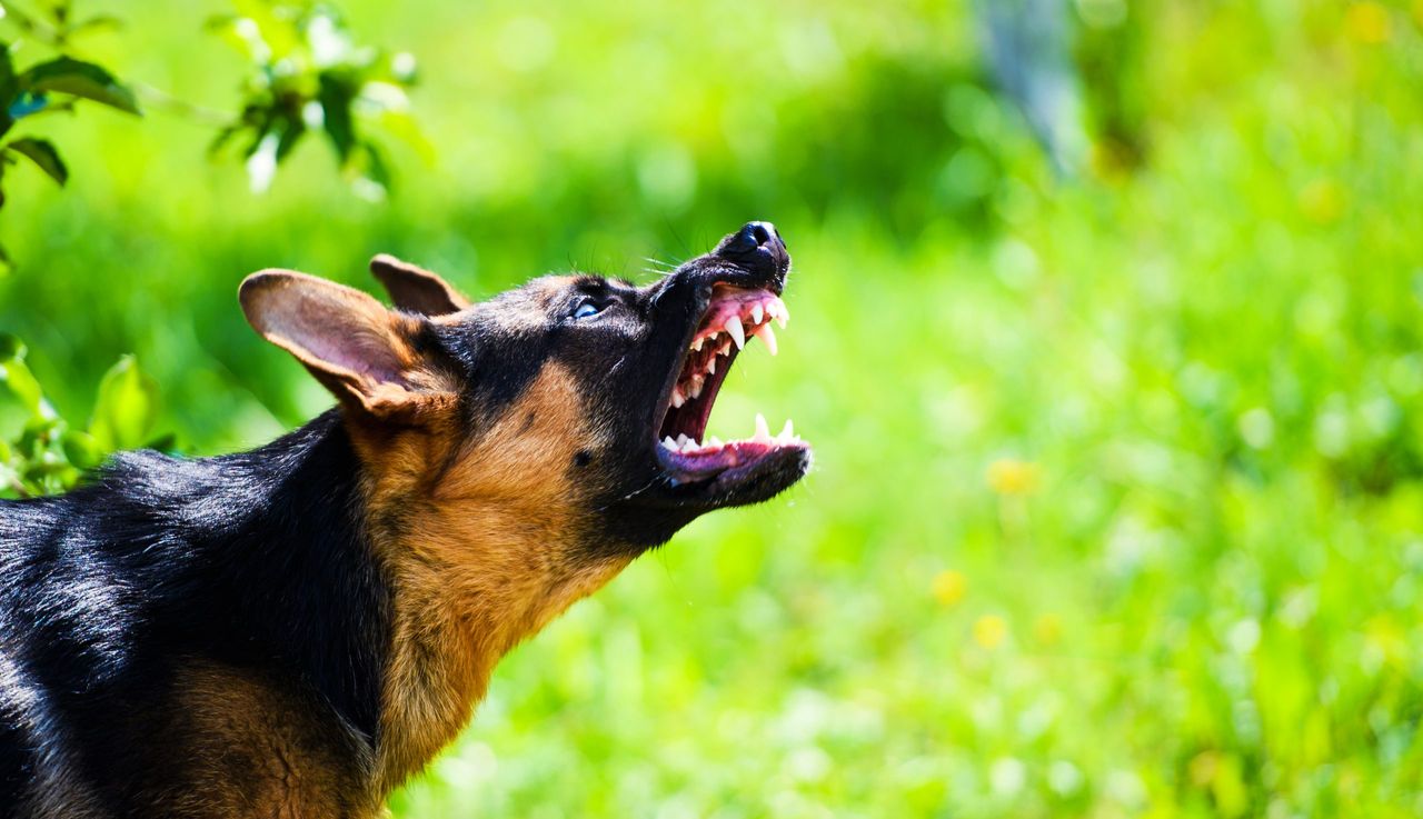 Angry dog attacks. The dog looks aggressive and dangerous. German Shepherd