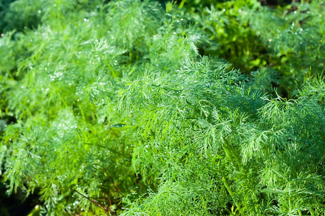 Green dill in the garden in the morning with dew drops glistening in the sun. Shallow depth of field.