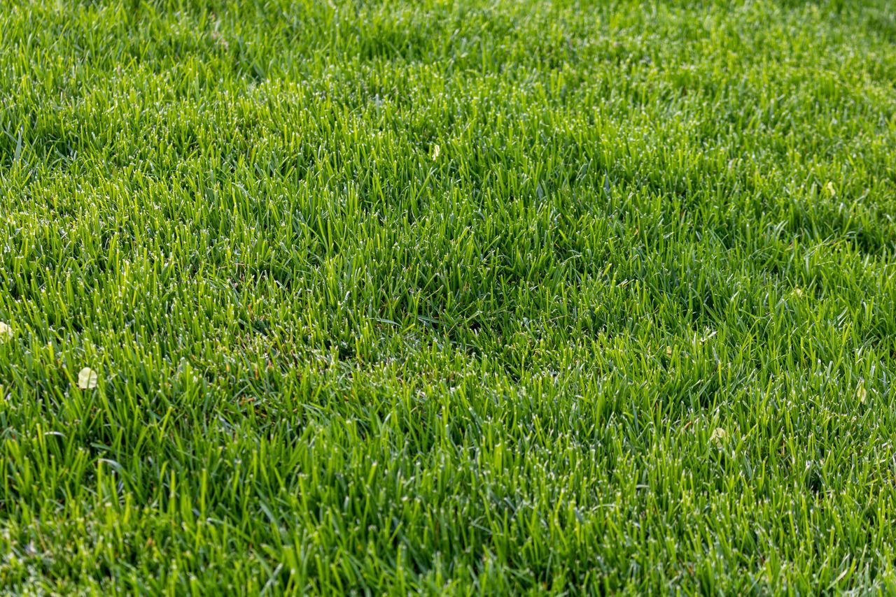 A shot of a bright green freshly mowed lawn