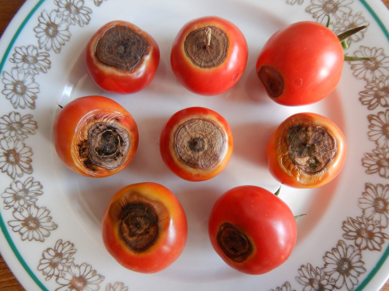 sucha zgnilizna pomidora fot. Autorstwa Michal Maňas - Praca własna, CC BY 4.0, https://commons.wikimedia.org/w/index.php?curid=121150630