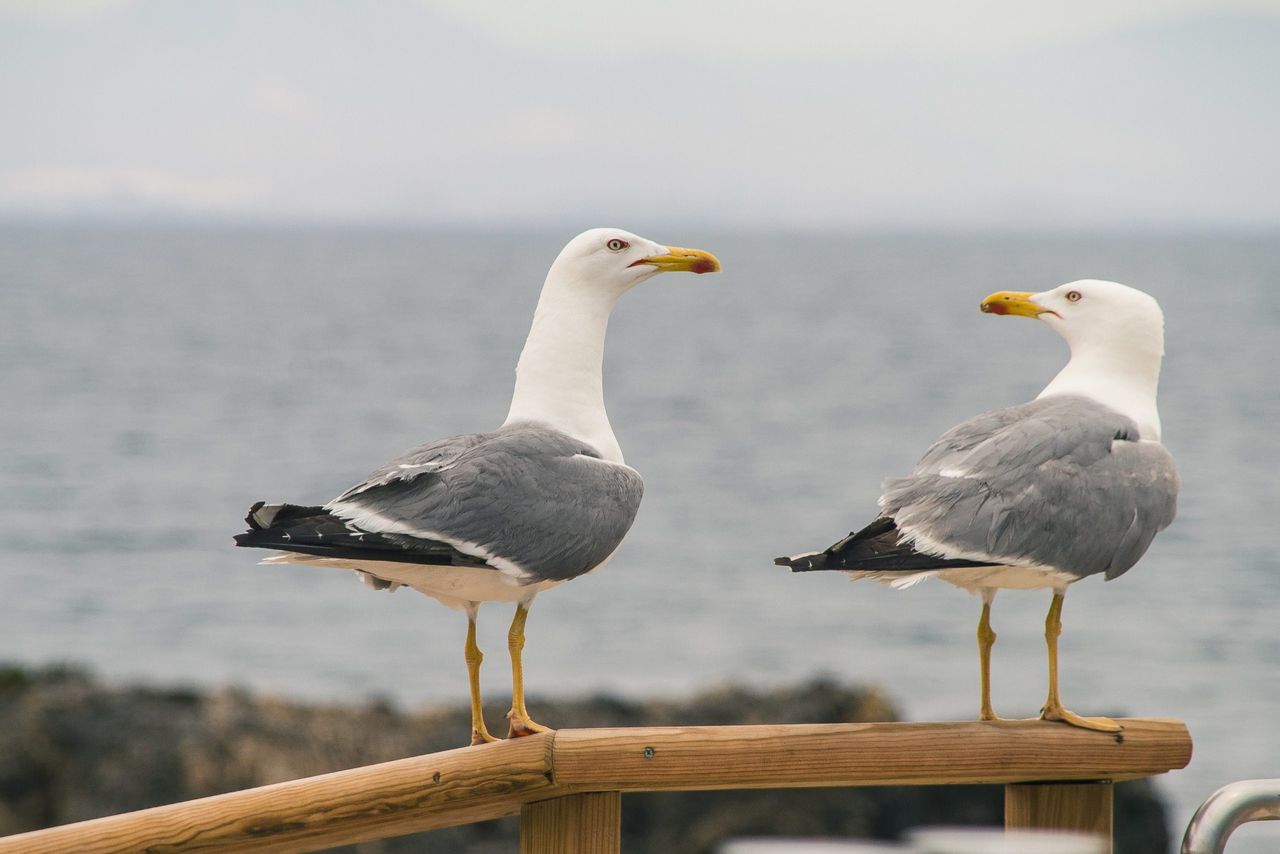 A selective focus of two seagulls perched on a wooden handrailing near a shore