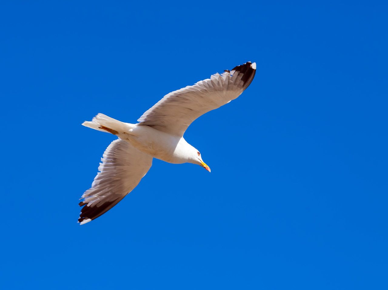 Hovering seagull against the sky