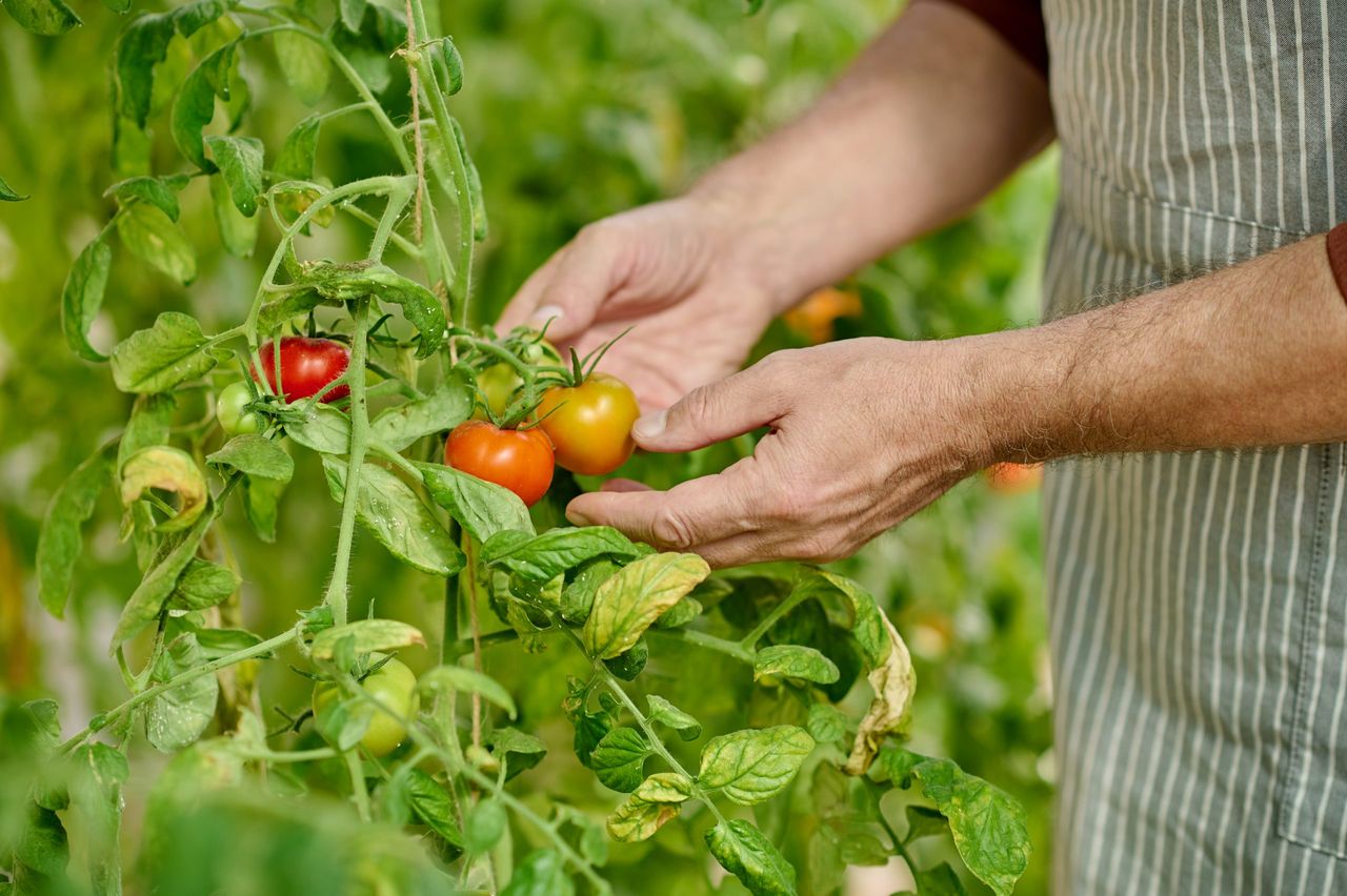 Tomatoes farm. Close up picture of mans hands holding fresh tomatoes