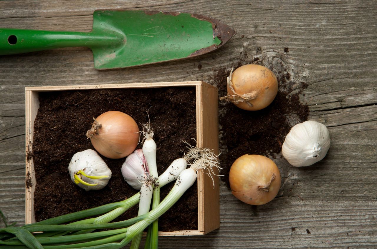 Bunch of fresh green onions with garlic and garden spade