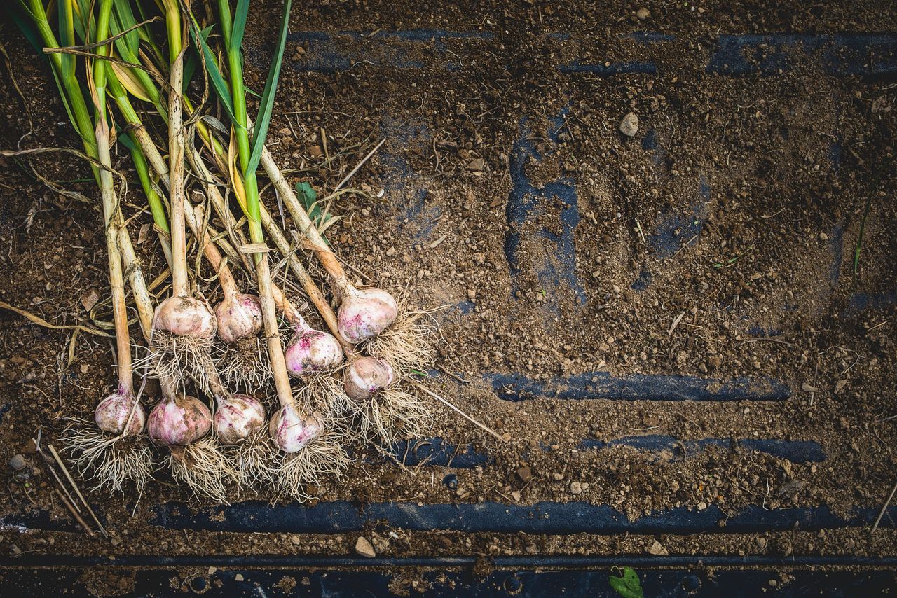 Freshly Picked Garlic Bulbs on a Soil and Dirt Background