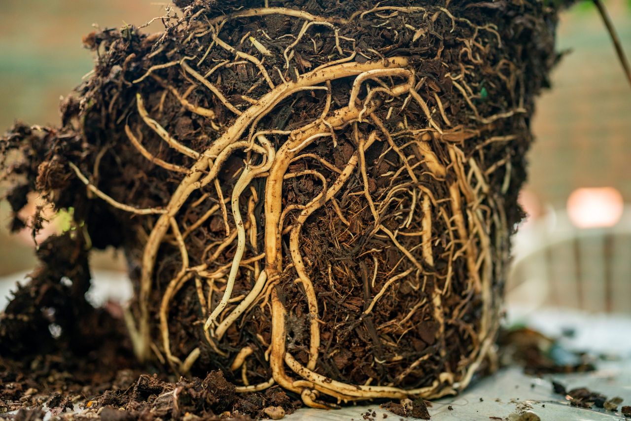 Closeup of torn and extracted tree showing detailed view of tangled roots from under the ground