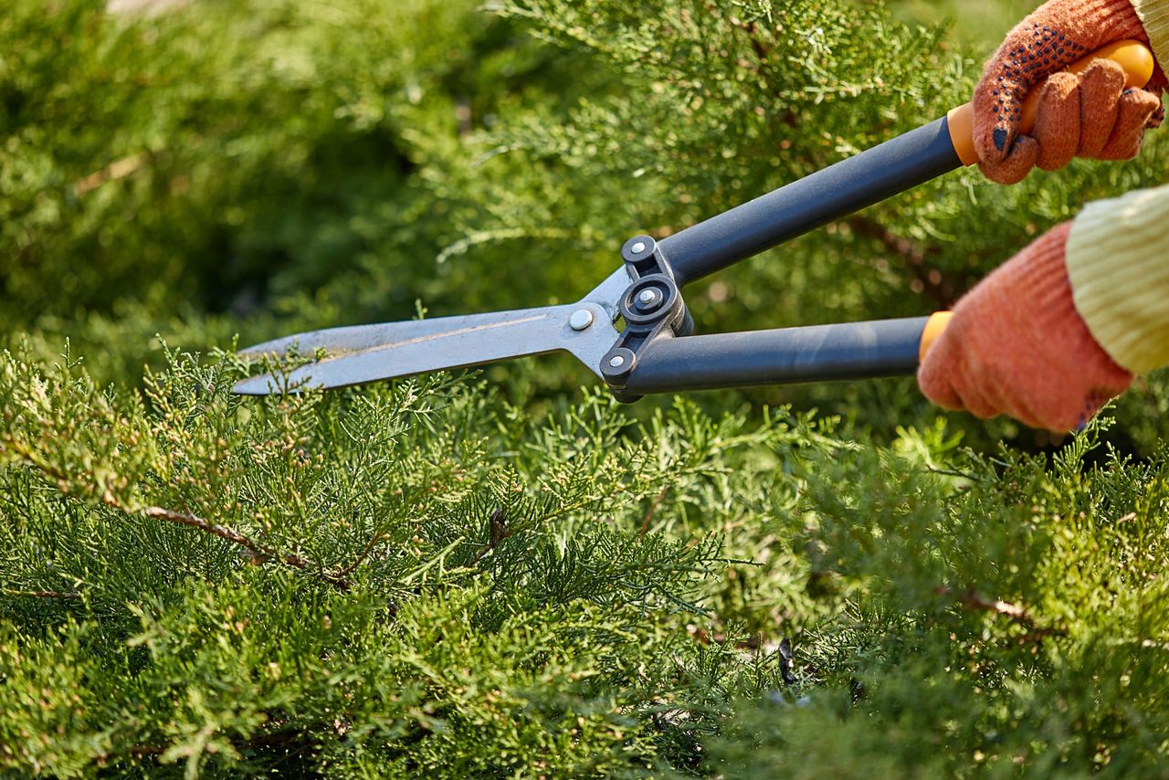 Hands of gardener in orange gloves are trimming the overgrown green shrub using hedge shears on sunny backyard. Worker landscaping garden. Unknown gardener is clipping hedge in spring. Close up