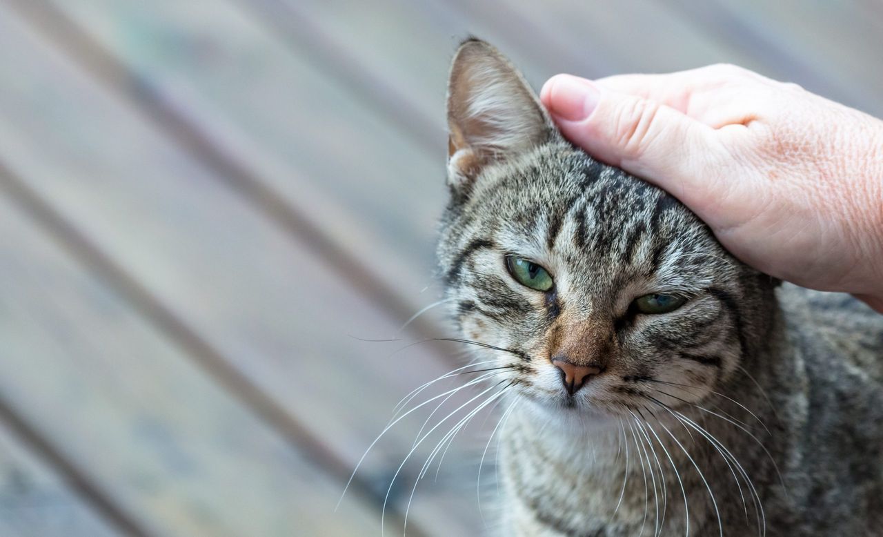 A closeup of a hand petting an adorable gray striped cat