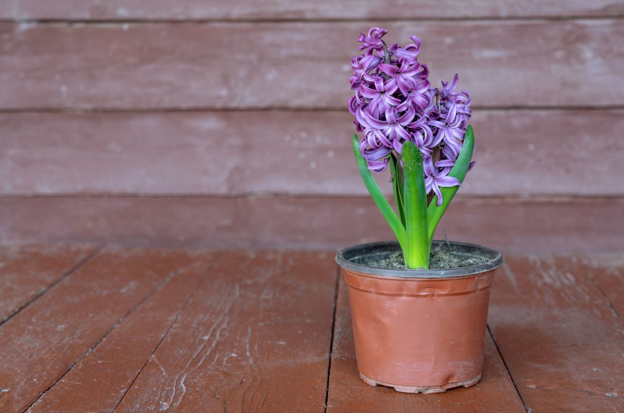Hyacinth flower in a pot
