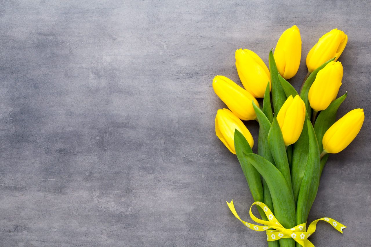 Yellow spring flowers, tulip on a gray background.