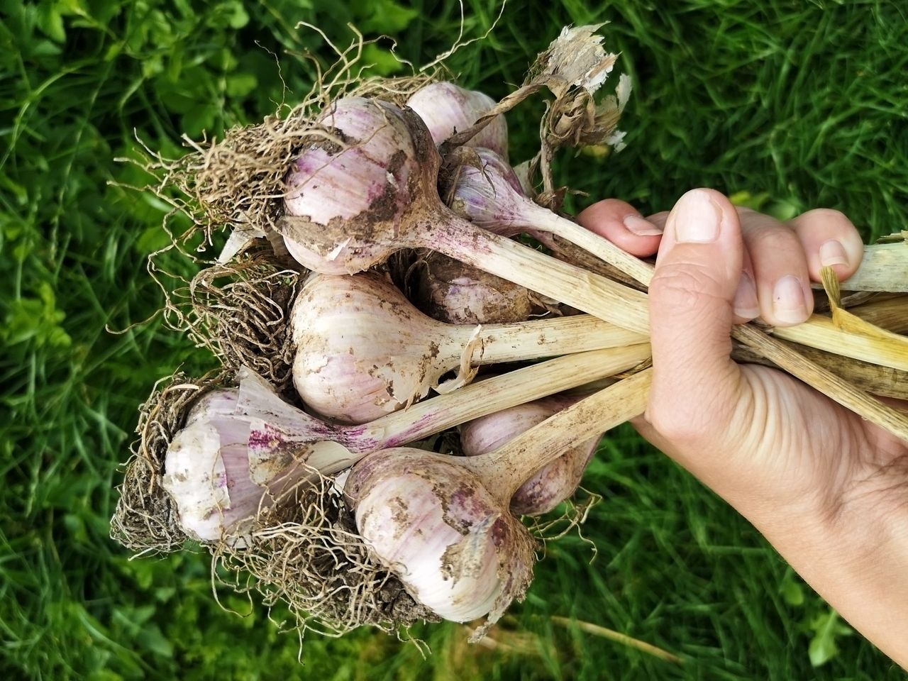 Harvesting fresh garlic in the garden. Farmer with freshly harvested vegetables, organic farming concept.