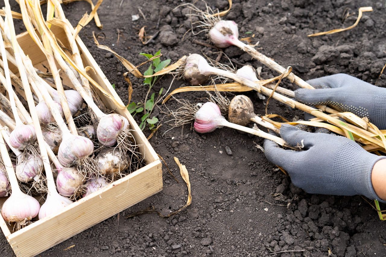 garlic harvesting close-up of gloved hands, gardening vegetables.