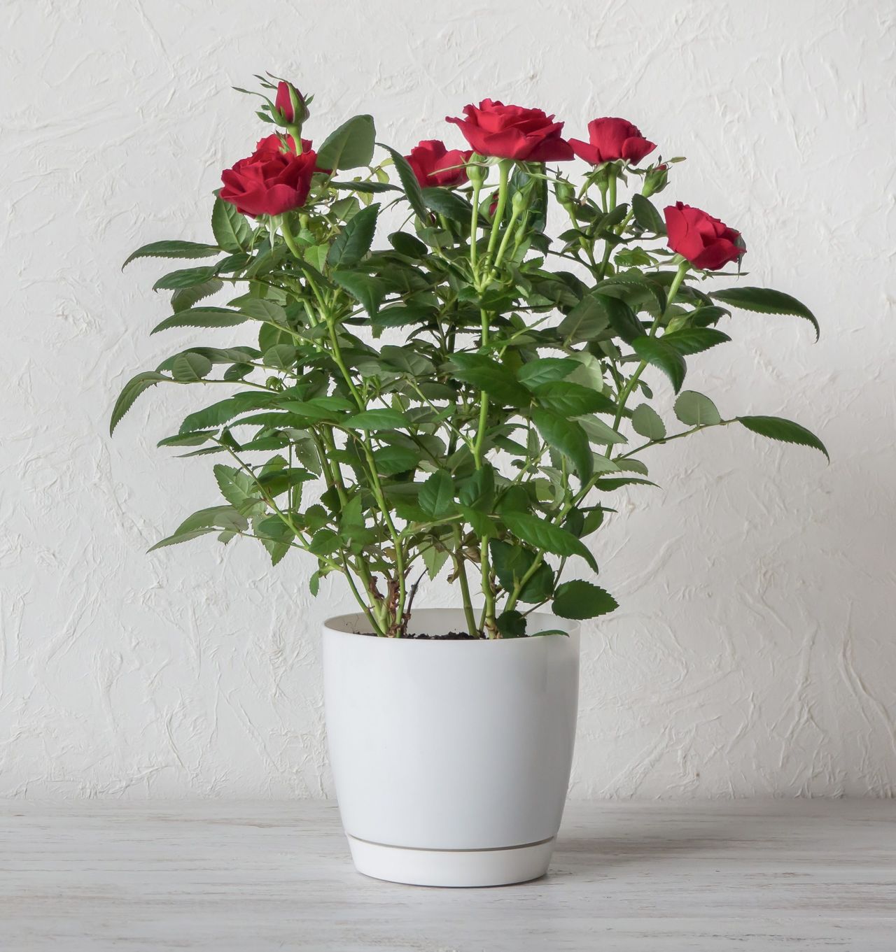 Red rose in a pot on a wooden table, copy space.