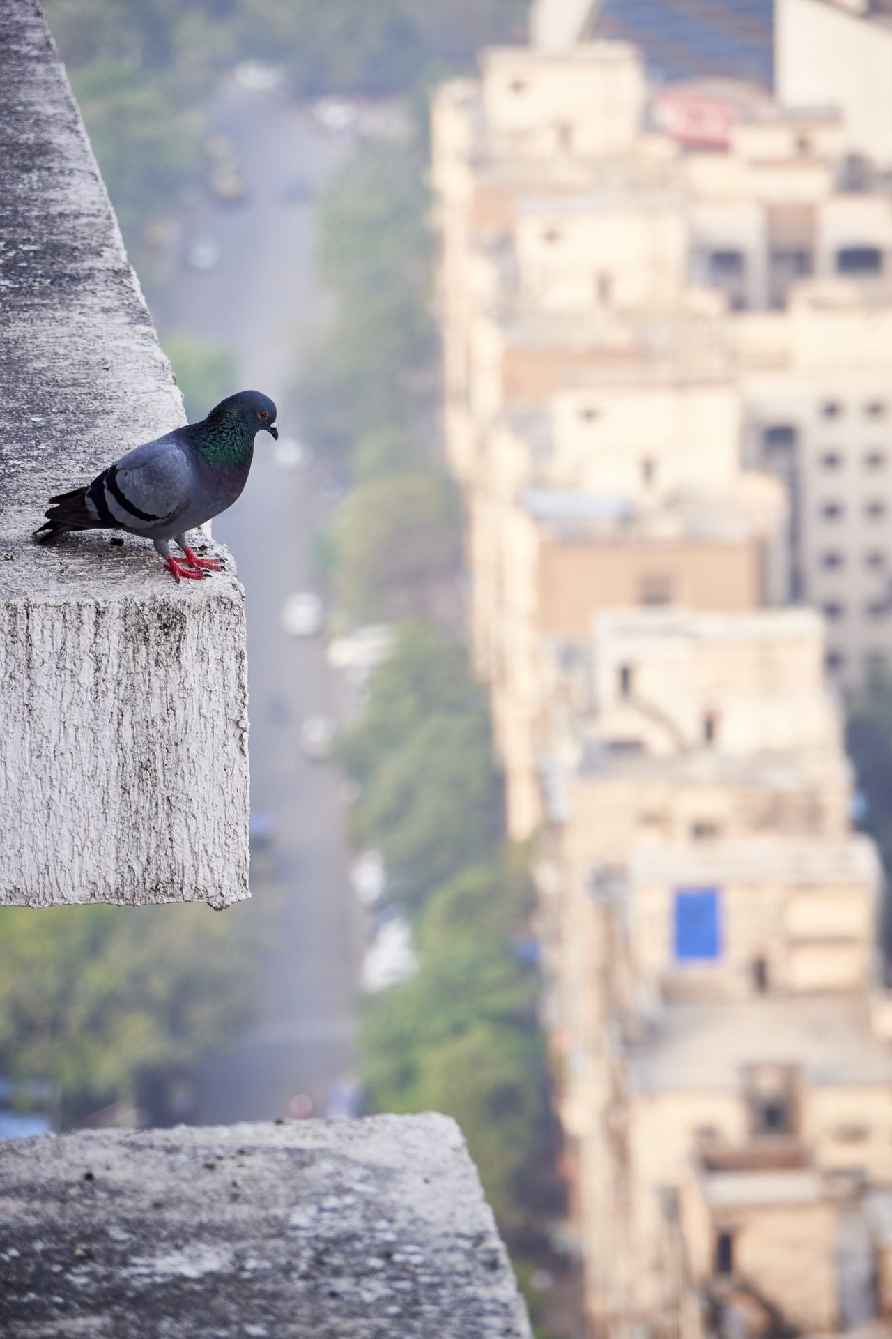 A vertical selective focus shot of a cute pigeon standing on the edge of a block of concrete