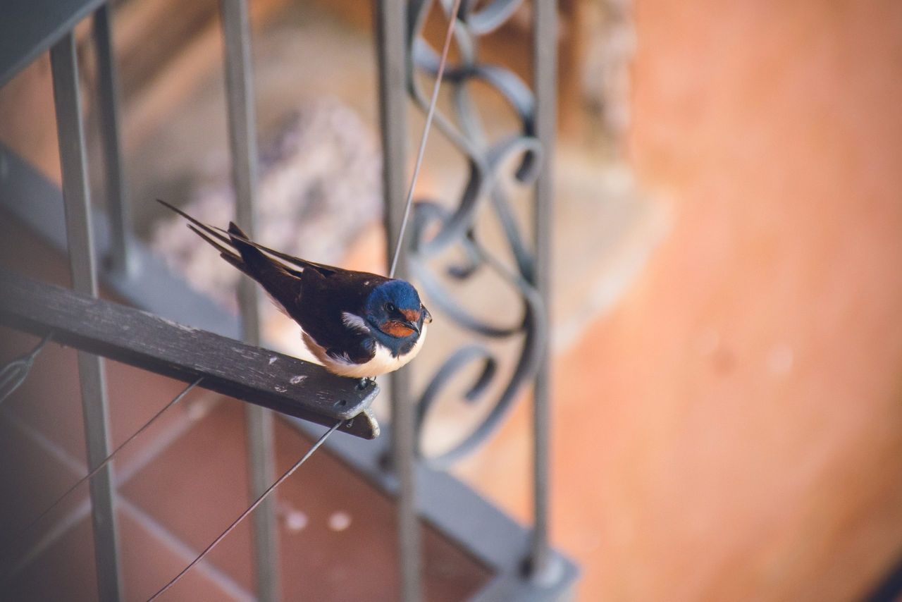 A closeup shot of a small cute cliff swallow resting on a cloth drying rope near a balcony