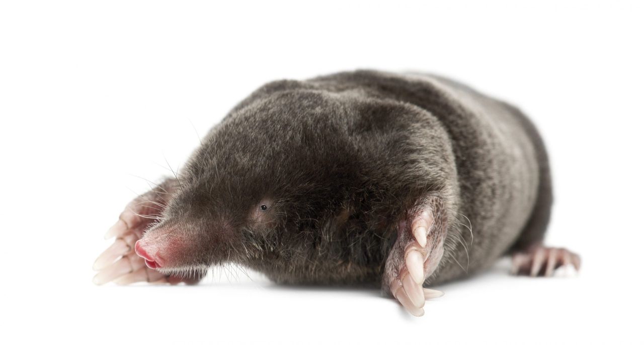 European Mole, Talpa europaea, against white background