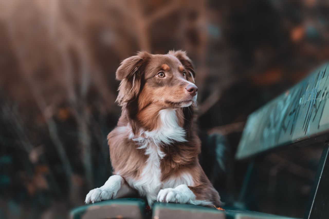 A portrait of a beautiful brown and white domestic Australian Shepherd dog posing in nature at sunset