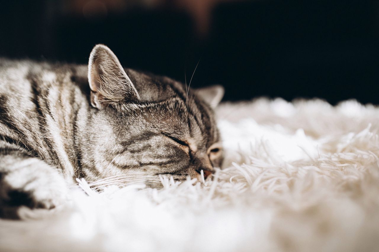 Sleepy domestic cat on the sofa