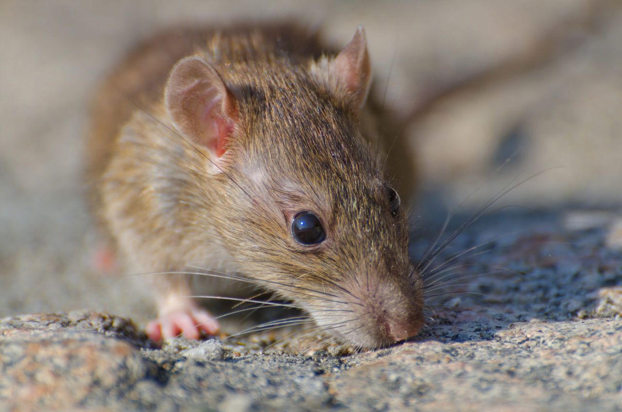 A closeup selective focus shot of a brown rat on the concrete ground
