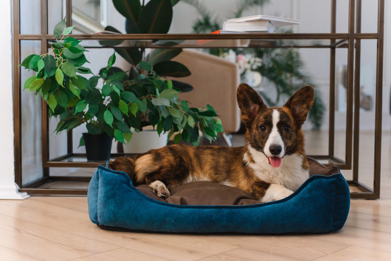 A cute orange cardigan welsh corgi lies on a dog sofa at home. A relaxed dog lies on a dog bed against the background of a rack with a plant