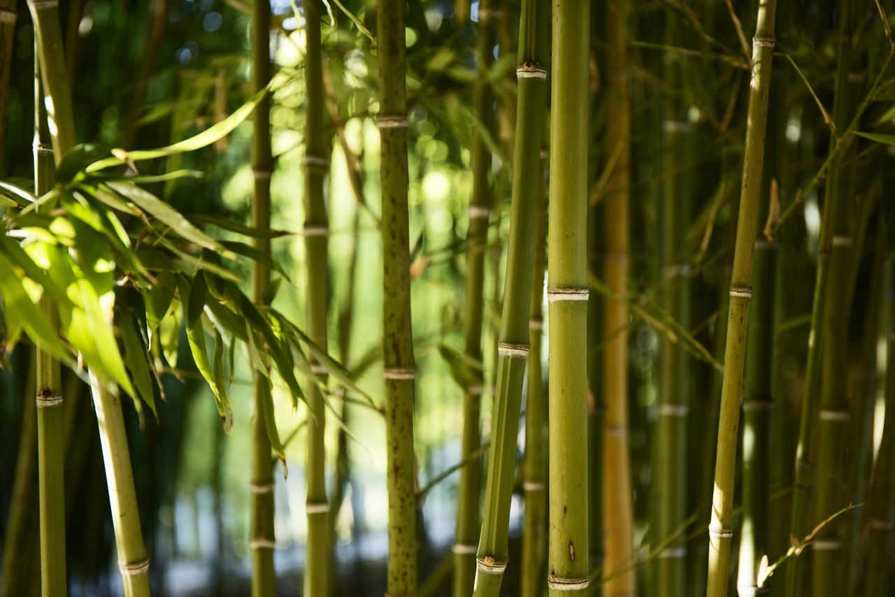 bambus drzewiasty w ogrodzie, fot. freepik