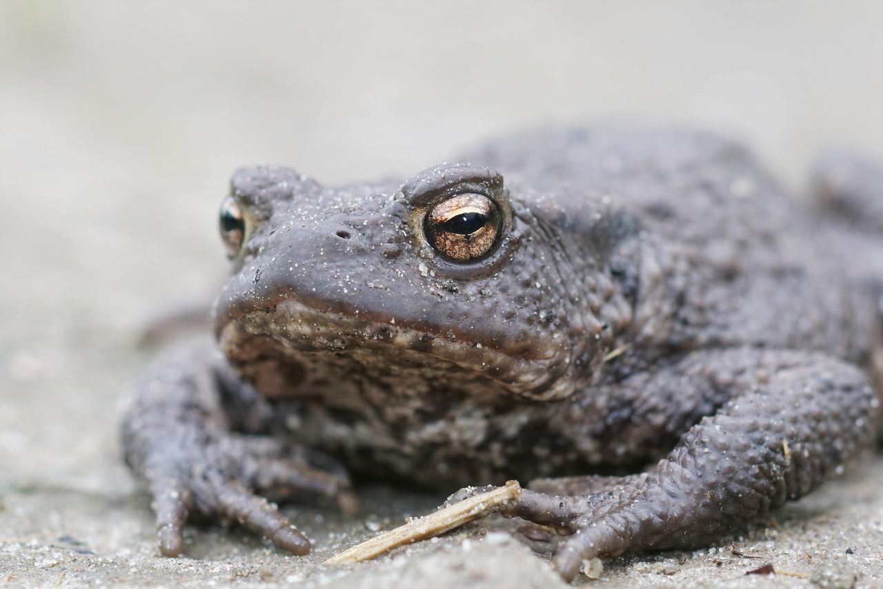 Frontal closeup of a female of the European common toad, Bufo bufo in the garden