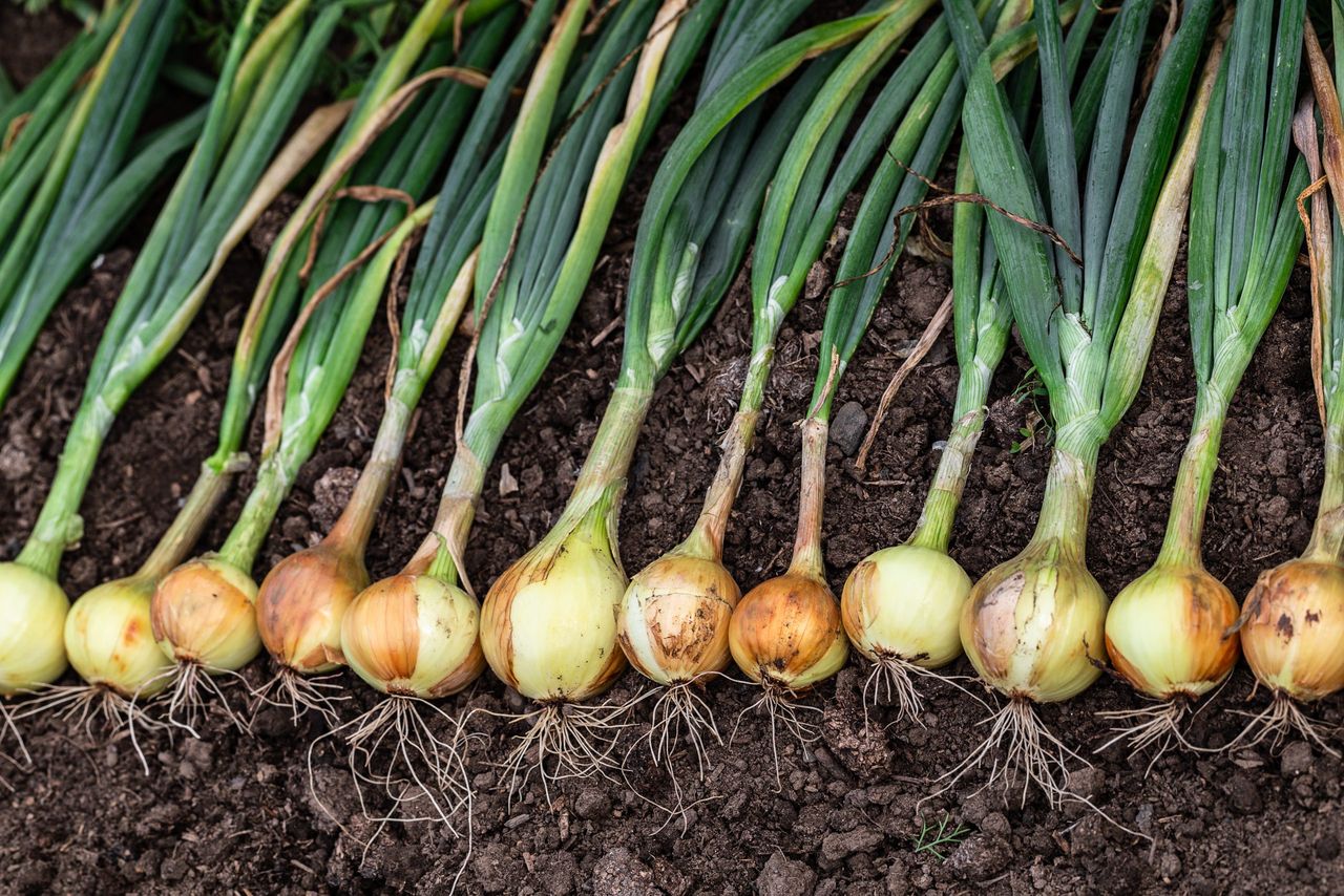 Harvest of fresh ripe organic pesticide free onion on the ground. Set in a row outside to naturally dry before storage. Healthy vegetables.