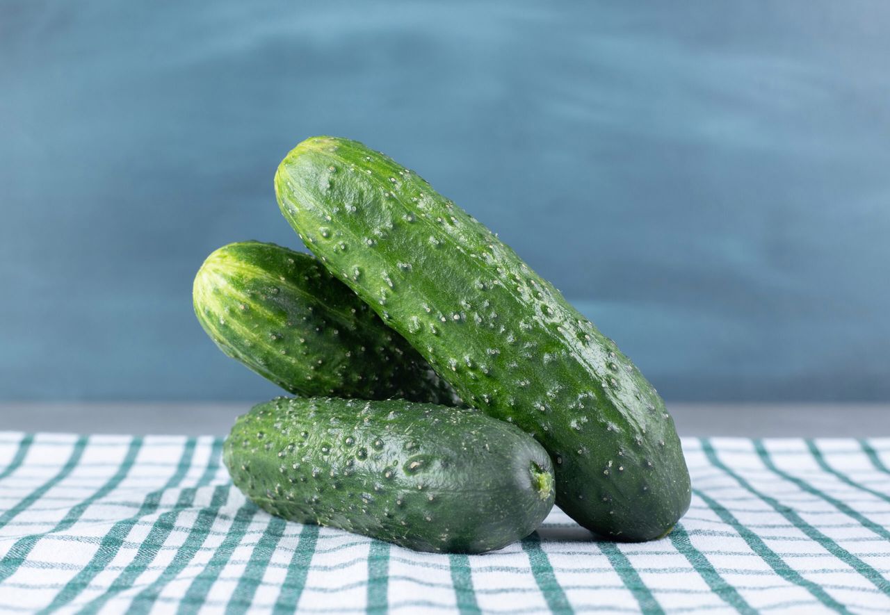 Three fresh cucumbers isolated on a tablecloth. High quality photo