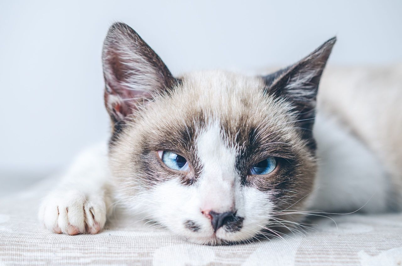 A closeup shot of the brown and white face of a cute blue-eyed cat