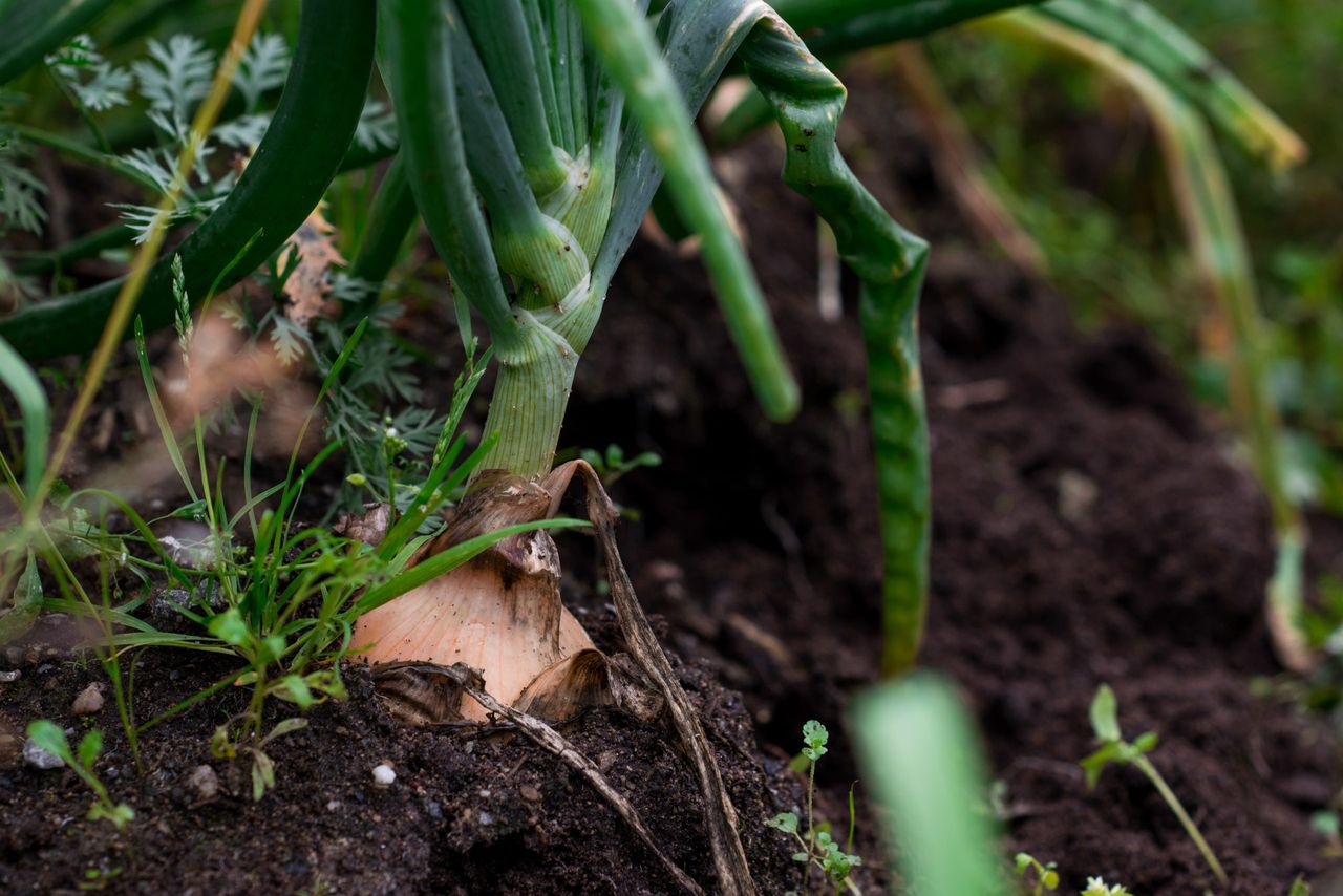 A closeup shot of garlic plant in the soil with a blurred background