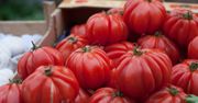 Pomidory mogą być niebezpieczne dla zdrowia. Trzeba wiedzieć, jak je jeść