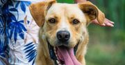 Międzynarodowy Dzień Psa: Jak świętować z pupilem?