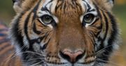 Tygrysica Nadia z zoo w Nowym Jorku ma koronawirusa. Pierwszy przypadek zakażenia zwierzęcia przez człowieka