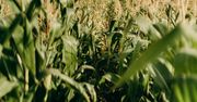 Sztuczna inteligencja a konsumpcja zasobów: Sekrety pośród pól kukurydzy w Iowa