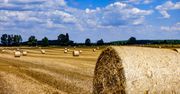 Prezes Izby Zbożowo-Paszowej: Będą problemy z wyeksportowaniem nadwyżki zbóż.
